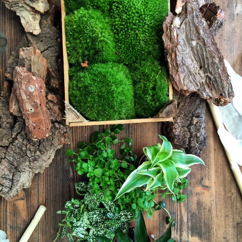 PRIVATE LESSON - Terrarium Design School