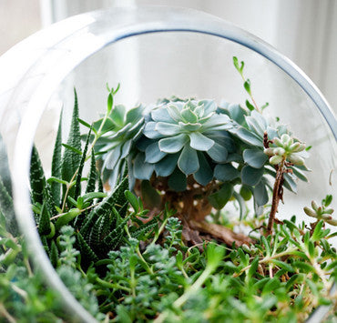 PRIVATE LESSON - Terrarium Design School